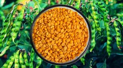 Research: दूध से ज्यादा दाल के छिलके में होता है कैल्शियम, जानें- कैल्शियम की कमी से कौन-कौन से हो सकते हैं रोग