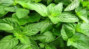 Tulsi ka Mahatva, तुलसी का महत्व