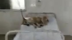 रतलाम के अस्पताल में बेड पर सोता दिखा कुत्ता, कांग्रेस बोली- मरीजों के लिए बिस्तर नहीं पर…