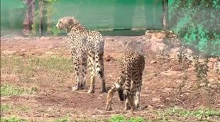 madhya pradesh| cheetah| narendra modi|