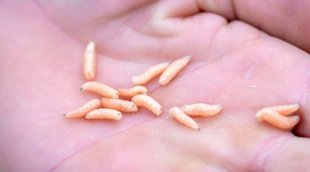 BENGALURU|maggots |