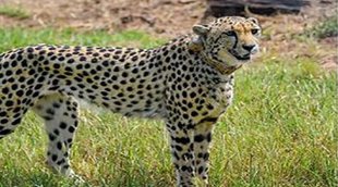Kuldeep Bishnoi, Haryana BJP leader, Cheeta,l Deer, Cheetah, Modi government, PM Modi