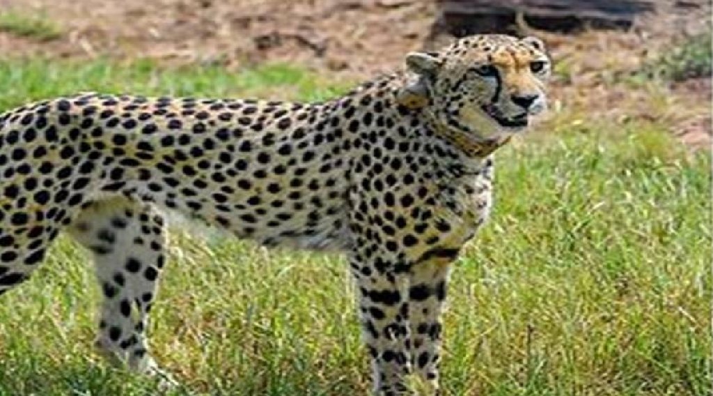 Kuldeep Bishnoi, Haryana BJP leader, Cheeta,l Deer, Cheetah, Modi government, PM Modi