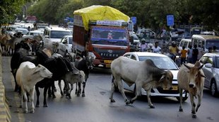cow row| gujarat| BJP