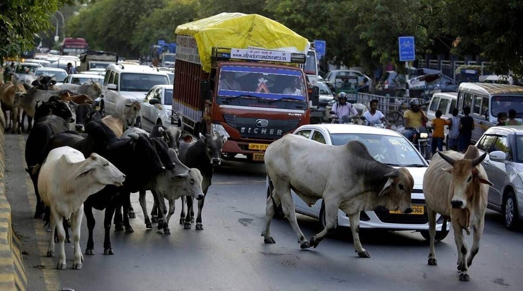 cow row| gujarat| BJP