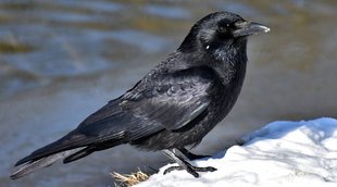 pitru paksha 2022 dates, pitra dosh upay, crow importance in shradh,पितृ पक्ष 2022,