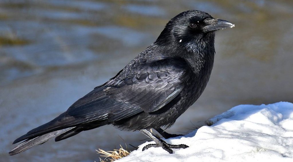 pitru paksha 2022 dates, pitra dosh upay, crow importance in shradh,पितृ पक्ष 2022,