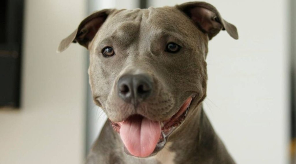 Pitbull attacks, delhi, up lucknow
