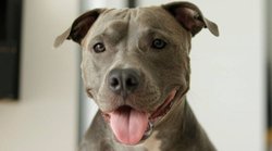 लखनऊ में पिटबुल ने एक और शख्स को काटा, दिल्‍ली एनसीआर में कराना होगा पालतू कुत्‍तों का रजिस्ट्रेशन वरना होगा एक्शन