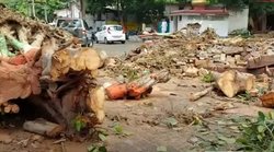 इटावा में बारिश की मार नहीं झेल पाया वो पेड़ जहां देते थे मुलायम सिंह यादव धरना, लोगों ने बताया इसे तीर्थ स्थल