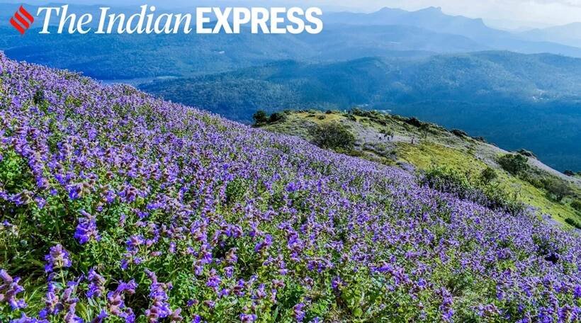 Neelakurinji flowers, photos of Neelakurinji flowers, Neelakurinji flowers blooming in Karnataka, Neelakurinji flowers blossom, tourists in Chikmagalur, indian express news