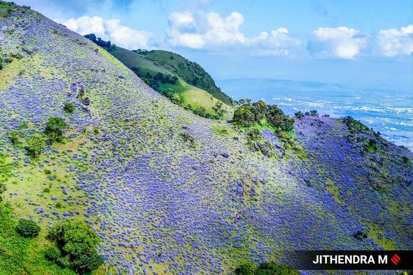 Neelakurinji flowers, photos of Neelakurinji flowers, Neelakurinji flowers blooming in Karnataka, Neelakurinji flowers blossom, tourists in Chikmagalur, indian express news