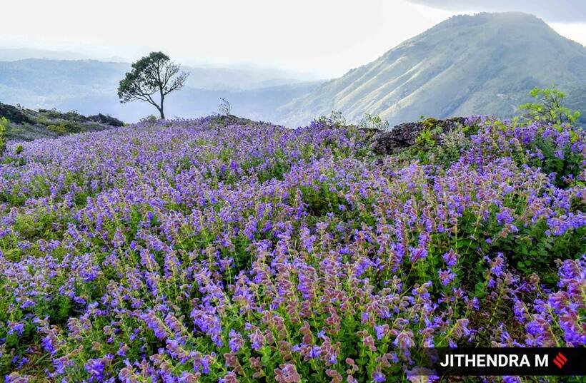 Neelakurinji flowers, photos of Neelakurinji flowers, Neelakurinji flowers blooming in Karnataka, Neelakurinji flowers blossom, tourists in Chikmagalur, indian express news