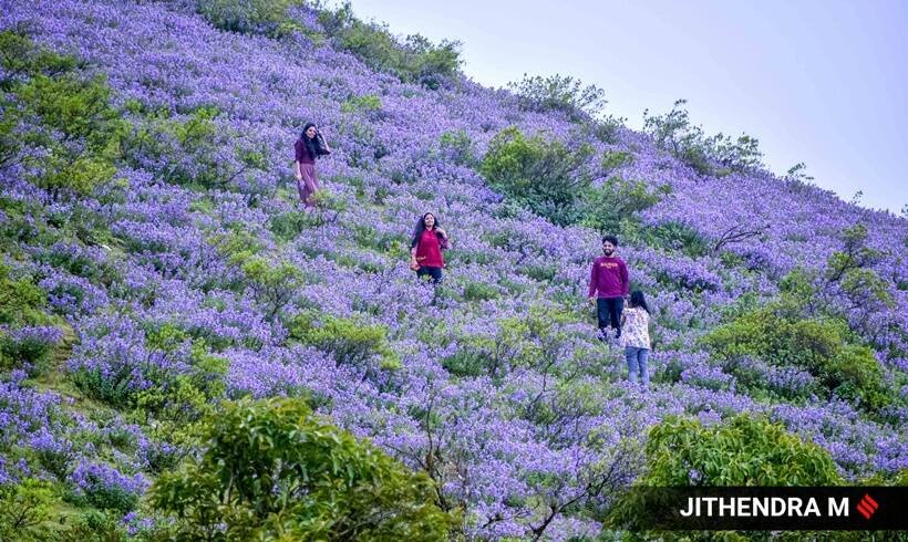 Neelakurinji flowers, photos of Neelakurinji flowers, Neelakurinji flowers blooming in Karnataka, Neelakurinji flowers blossom, tourists in Chikmagalur, indian express news
