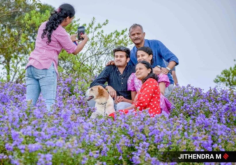 Neelakurinji flowers, photos of Neelakurinji flowers, Neelakurinji flowers blooming in Karnataka, Neelakurinji flowers blossom, tourists in Chikmagalur, indian express news