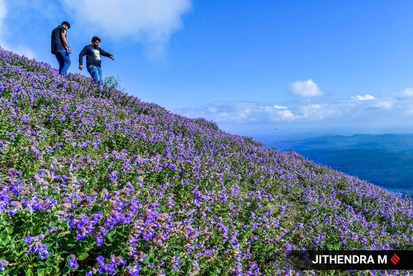 Neelakurinji flowers, photos of Neelakurinji flowers, Neelakurinji flowers blooming in Karnataka, Neelakurinji flowers blossom, tourists in Chikmagalur, indian express news