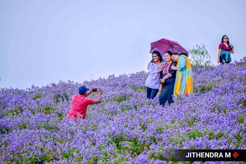Neelakurinji flowers, photos of Neelakurinji flowers, Neelakurinji flowers blooming in Karnataka, Neelakurinji flowers blossom, tourists in Chikmagalur, indian express news