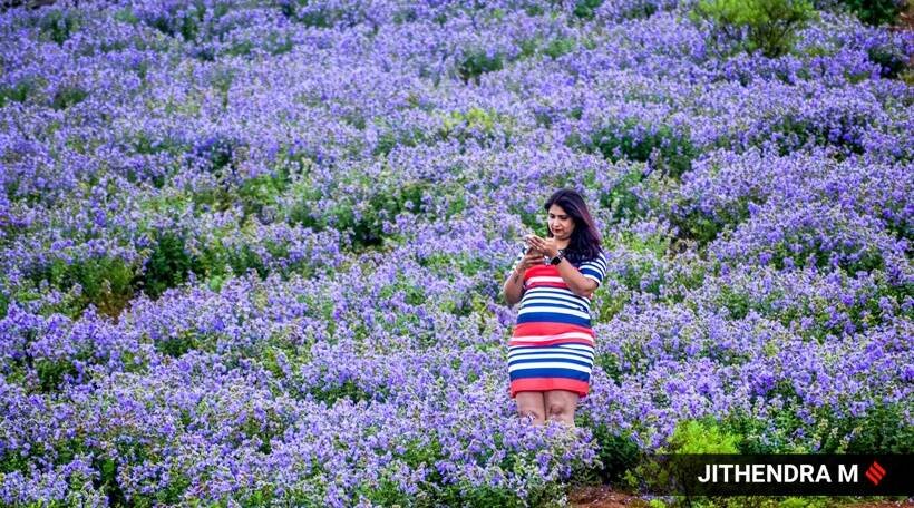 Neelakurinji flowers, photos of Neelakurinji flowers, Neelakurinji flowers blooming in Karnataka, Neelakurinji flowers blossom, tourists in Chikmagalur, indian express news