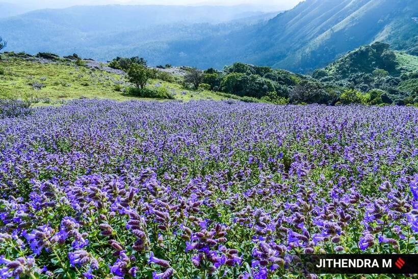 Neelakurinji flowers, photos of Neelakurinji flowers, Neelakurinji flowers blooming in Karnataka, Neelakurinji flowers blossom, tourists in Chikmagalur, indian express news