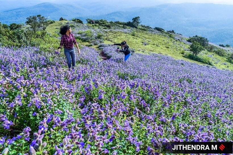 नीलगिरि पहाड़ियों का नाम इन्हीं फूलों से पड़ा है। (Express photo by Jithendra M)