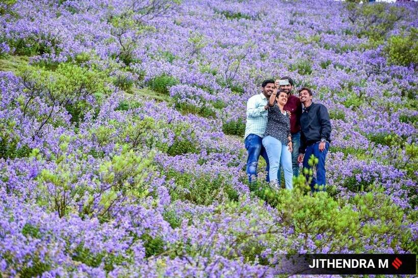 ये फूल 1,300 से 2,400 मीटर की ऊंचाई पर उगते हैं।(Express photo by Jithendra M)