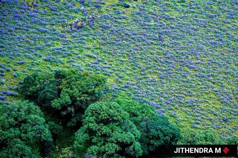 इस फूल के खिलने का मौसम अगस्त और अक्टूबर के बीच होता है। (Express photo by Jithendra M)