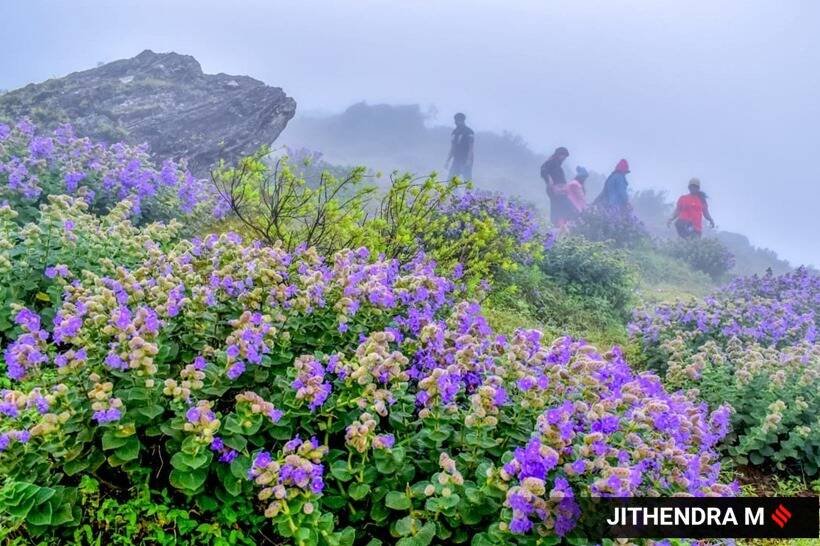 कुछ आदिवासियों के लिए, जो कोडाइकनाल के पहले बसने वाले थे, इस फूल ने उन्हें अपनी उम्र की गणना करने में मदद की - फूल के खिलने के साथ उनकी उम्र में 12 साल जोड़े गए। (Express photo by Jithendra M)