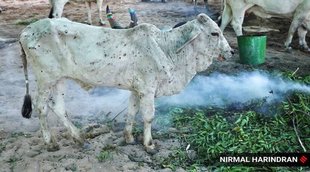 lumpy virus in india, rajasthan, delhi, punjab, madhya pradesh, lumpy skin disease, symptoms, treatment, vaccine,