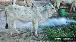 Lumpy Skin Disease: जानवरों में तेजी से फैल रहा है लंपी स्किन डिजीज, जानिए इसके लक्षण, कारण और बचाव