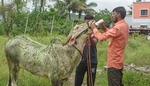 Lumpy disease, livestock