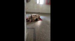 अस्पताल में नमाज अदा करती महिला का वीडियो: प्रयागराज पुलिस का कहना है कि कोई अपराध नहीं, संस्थान ने जांच पैनल बनाया