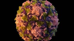 न्यूयॉर्क: नाली के पानी में पोलियो का वायरस मिलने से आपातकाल की घोषणा, 6 माह पहले भारत में भी मिला था वायरस, जानें लक्षण