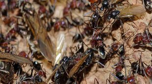 Red Ant, Odisha News, Poisonous Ants