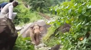 Elephant attack on Trivendra Singh Rawat, Uttarakhand Ex CM, Elephant