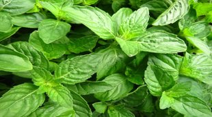 tulsi, tulsi benefits, tulsi health, rama tulsi, krishna tulsi, types of tulsi, rama tulsi benefits,