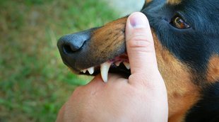 pet dog rules | rules for pet dogs | rabies