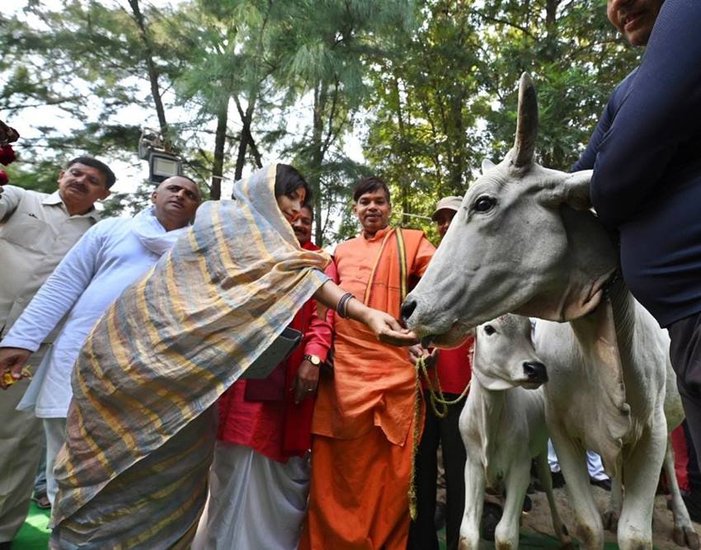गौ दान से पहले गाय को खाना खिलातीं डिंपल यादव।