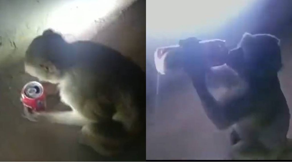 Bandar Sharab| Monkey Daru| Monkey News| Raibareli Bandar|