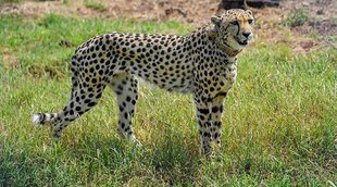 Cheeta Deal, Subramanian Swamy