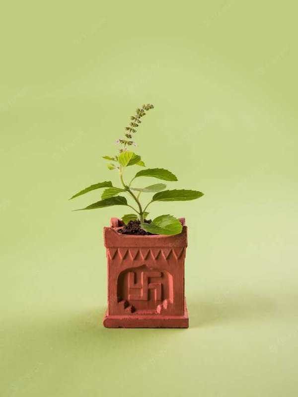 DON'T KEEP THESE THINGS NEAR TULSI PLANT