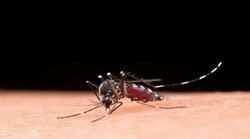 Dengue: डेंगू में कितना होना चाहिए प्लेटलेट? जानिये घर पर प्लेटलेट बढ़ाने के उपाय