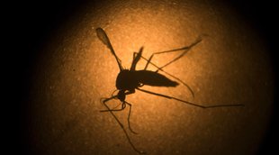 Dengue Fever, Dengue Symptoms, Dengue ke Lakshan