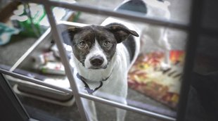Dog crying, dog bites, Dog's crying in astrology