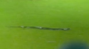 IND vs SA, Guwahati Match, Snake in Ground
