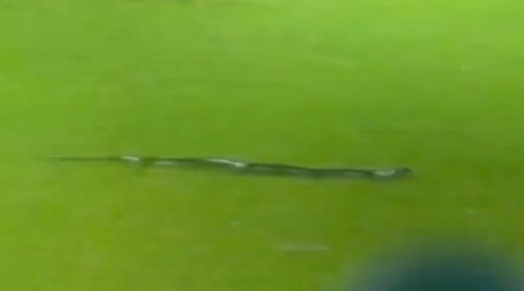 IND vs SA, Guwahati Match, Snake in Ground