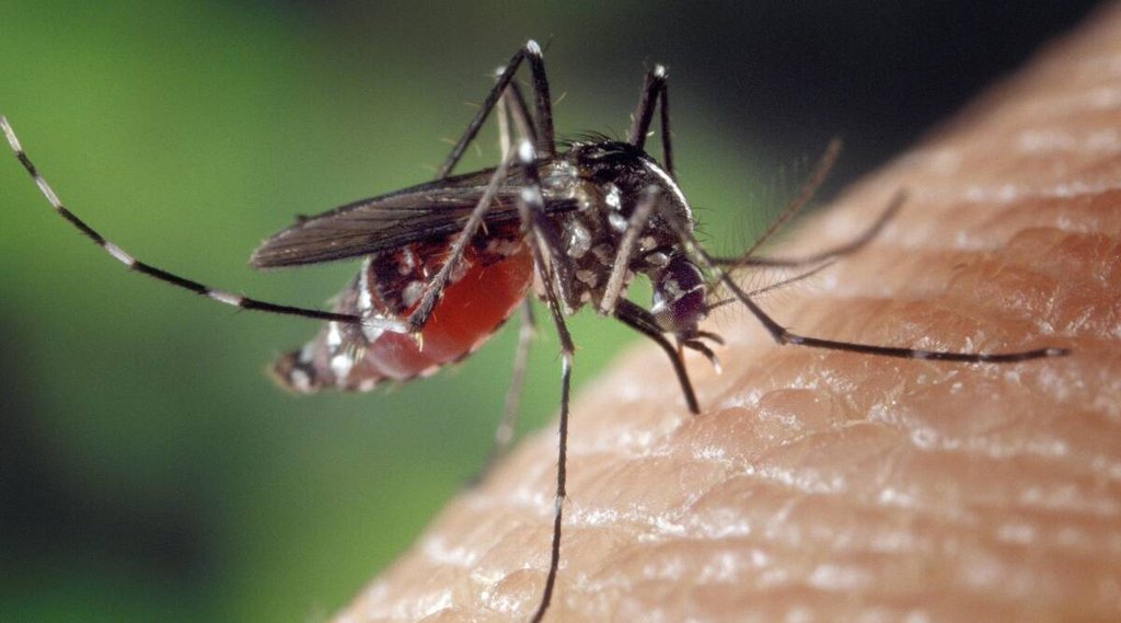 Mosquito| Flood| Pakistan
