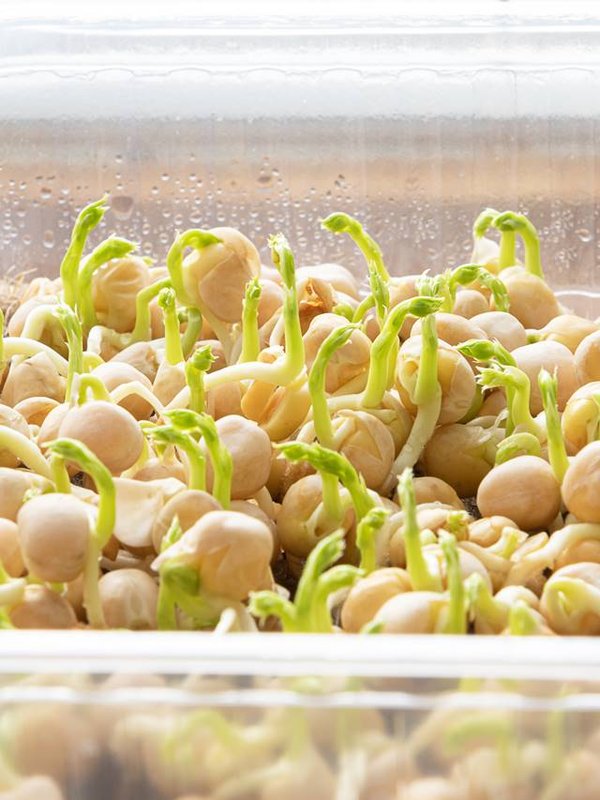 Microgreens. Growing sprouted peas close up view.