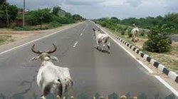 आवारा जानवरों की वजह से बढ़ रहे हैं राजमार्ग पर हादसे