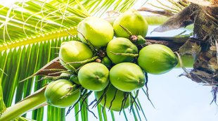 Coconut water disadvantages, drinking coconut water in excess, coconut water side effect