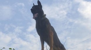 dog zoom| indian army| jammu kashmir
